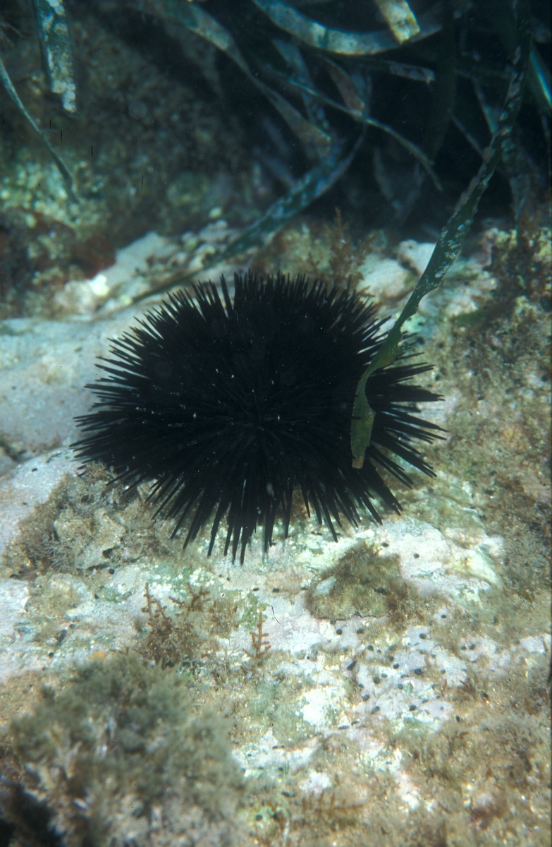 Arbacia lixula, Black Sea Urchin